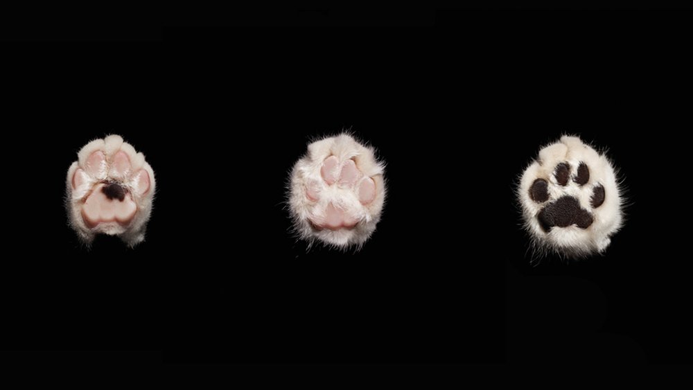 The photographer took artful images of the paws of (living!) cats for a series of pictures (collage).