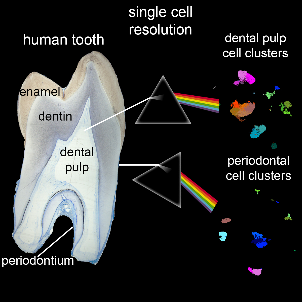 Zusammensetzung Zahn