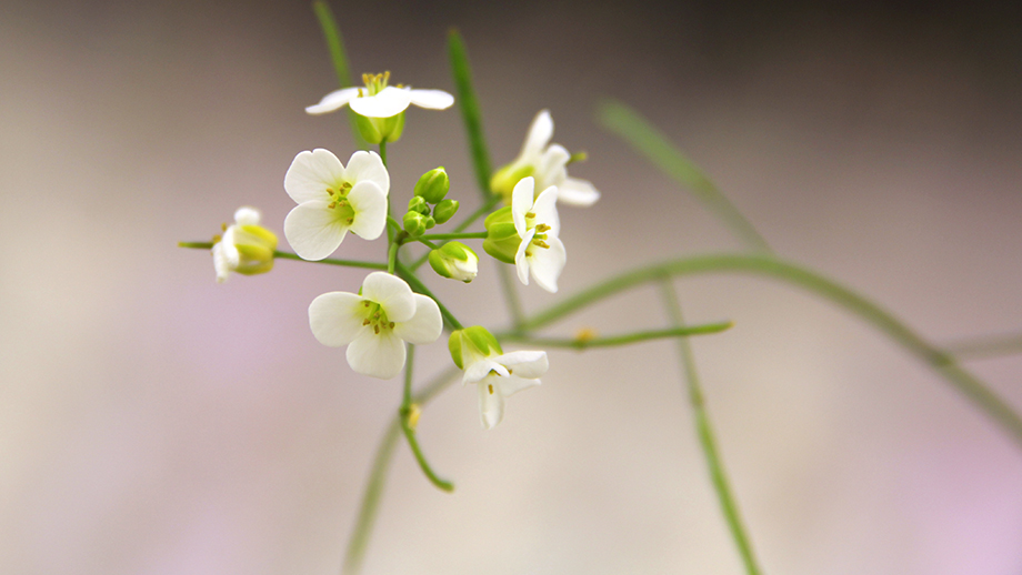 Arabidopsis kamchatica