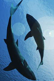 Symbolbild mit zwei Haien.