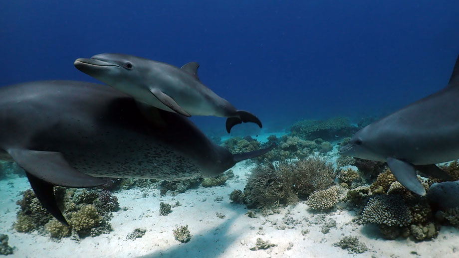 Eine Delphinmutter lehrt ihrem Jungen, sich an den medizinischen Korallen zu reiben. (Angela Ziltener)