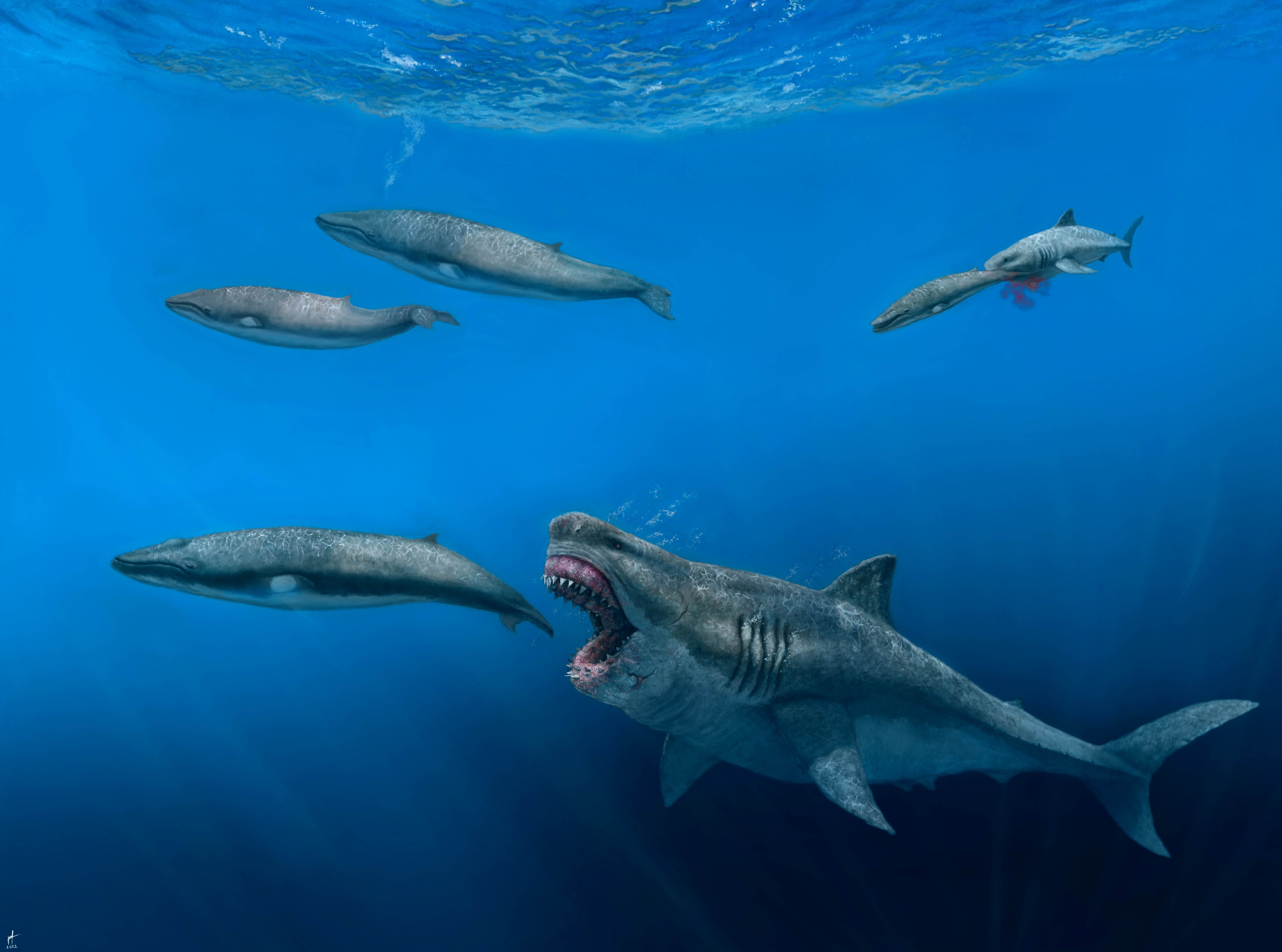 UZH - UZH News - Megalodon konnte ganze Killerwale fressen