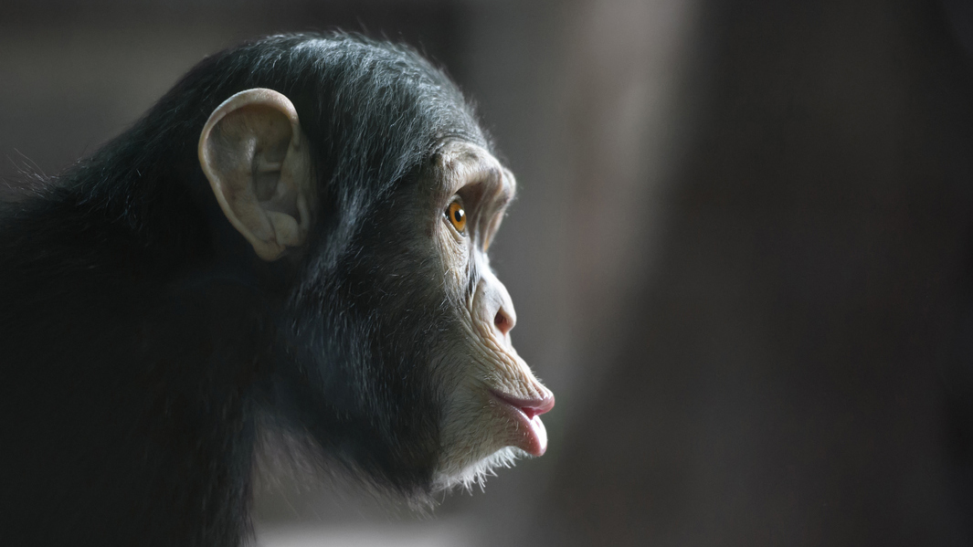 Im Experiment lernten Schimpansen, dass nach gewissen Tönen immer eine bestimmte Art von anderen Tönen auftrat, auch wenn diese durch weitere Tonfolgen getrennt waren. (Bild: Istock.com/Juanmonino)
