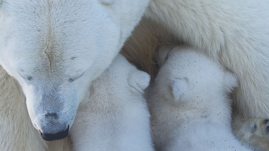 Eisbären-Mutter füttert neugeborene Jungen.