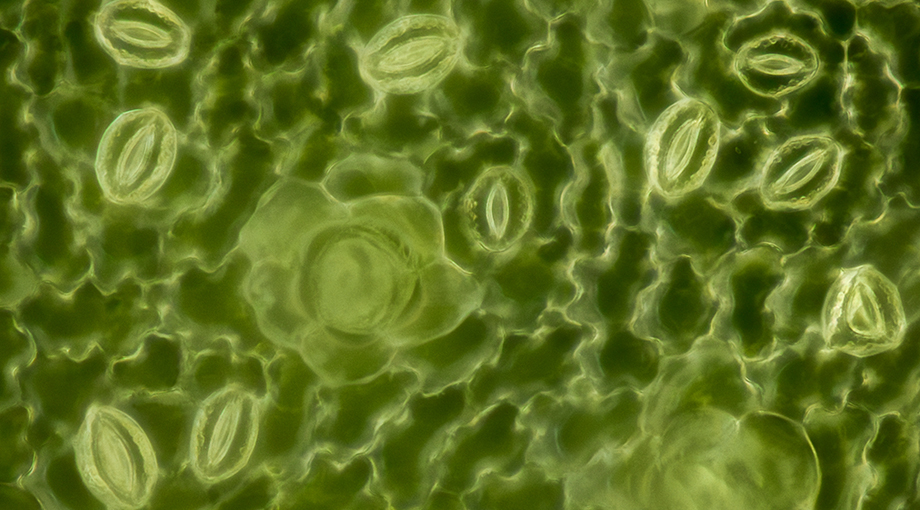 Poren auf der Oberfläche eines Pflanzenblatts unter dem Mikroskop. 