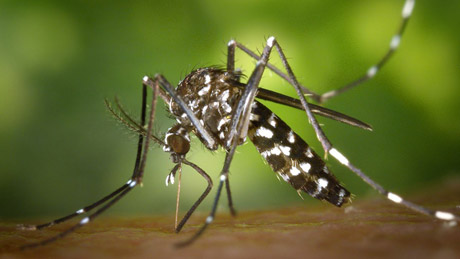 Die Asiatische Tigermücke, eine potentielle Überträgerin des Chikungunya-Fiebers. (Bild Wikipedia)