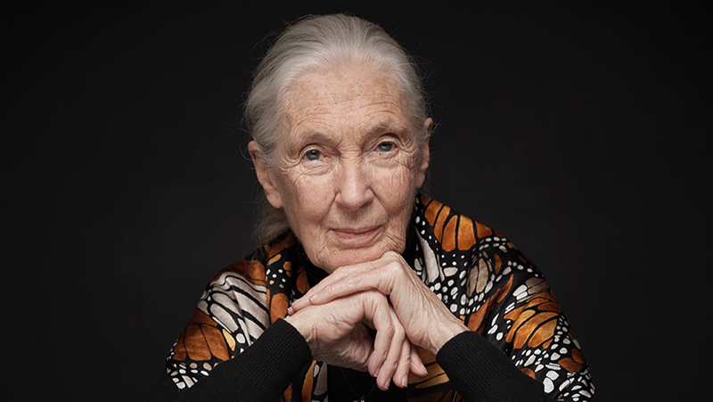 The pioneer of primatological behavioural research, Dr. Jane Goodall, will receive an honorary doctorate from the UZH. (Picture Vincent Calmel / Jane Goodall Institute Switzerland)