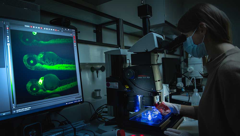 View into the research laboratory of the Department of Molecular Life Sciences. Zebrafish are used to study the development of the eyes. (Image: Frank Brüderli)