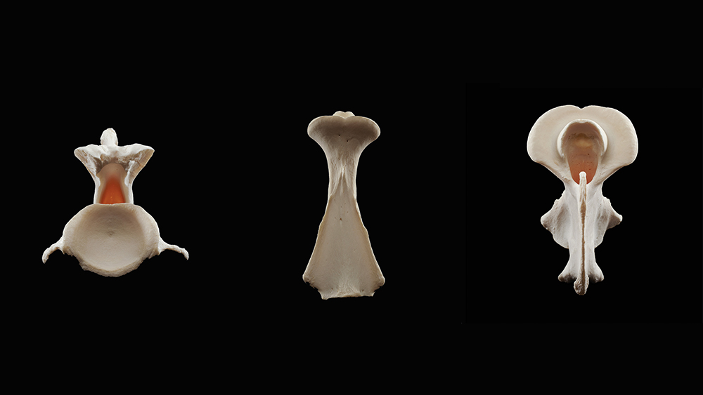 “Giraffe axis”: The same giraffe vertebra photographed from different perspectives (collage)