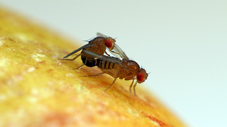 Mating Drosophila fruit flies