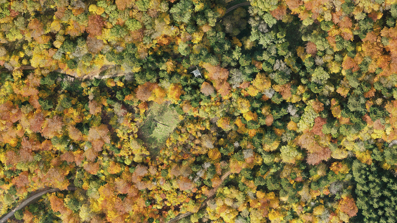 Wald Lägern