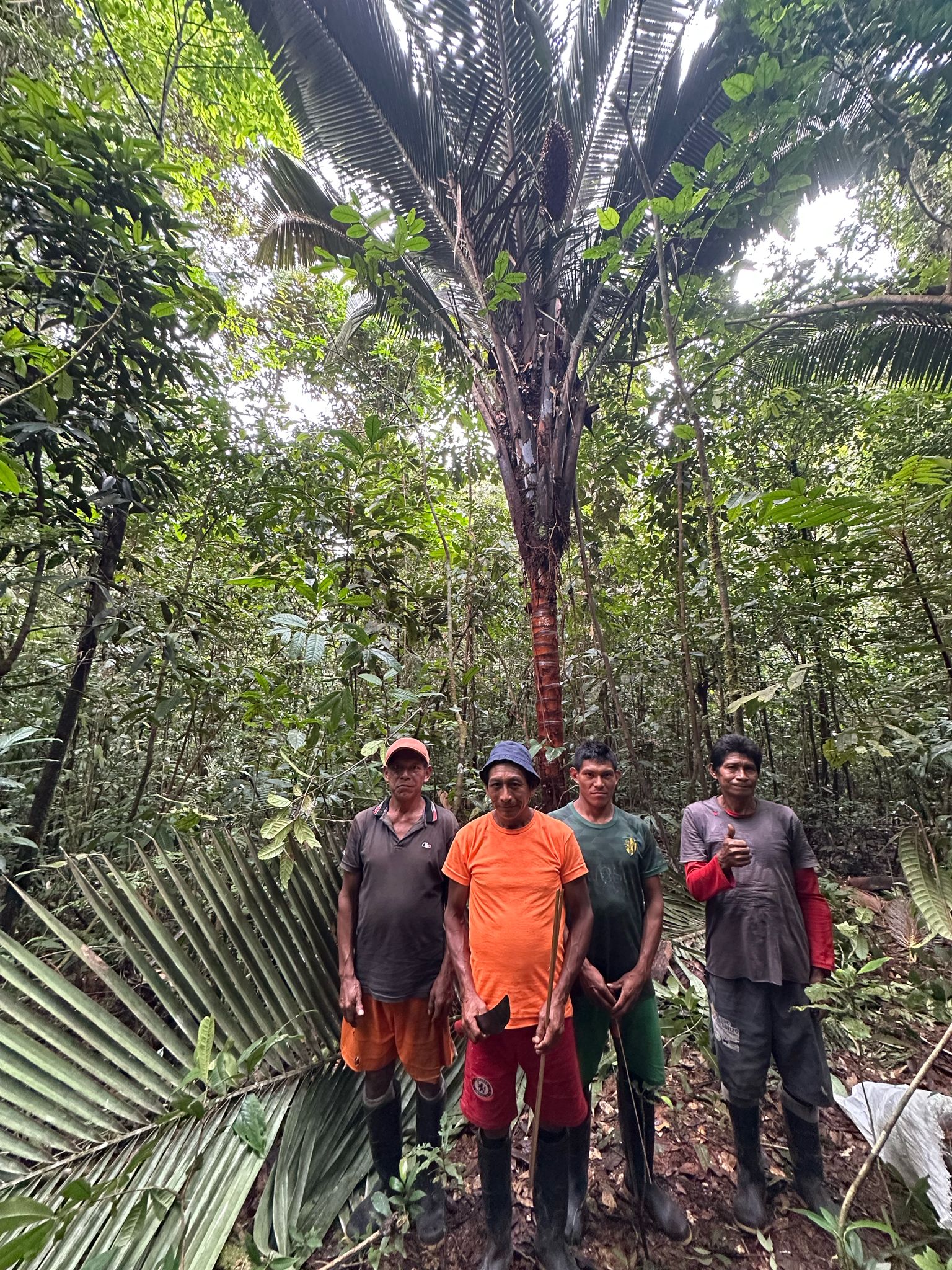 The co-authors of the study in front of an ‘Attalea táam’: (from left to right) Luciano López, David López-Navarro, Juan Carlos López-Gallego, Hernando Pavón.