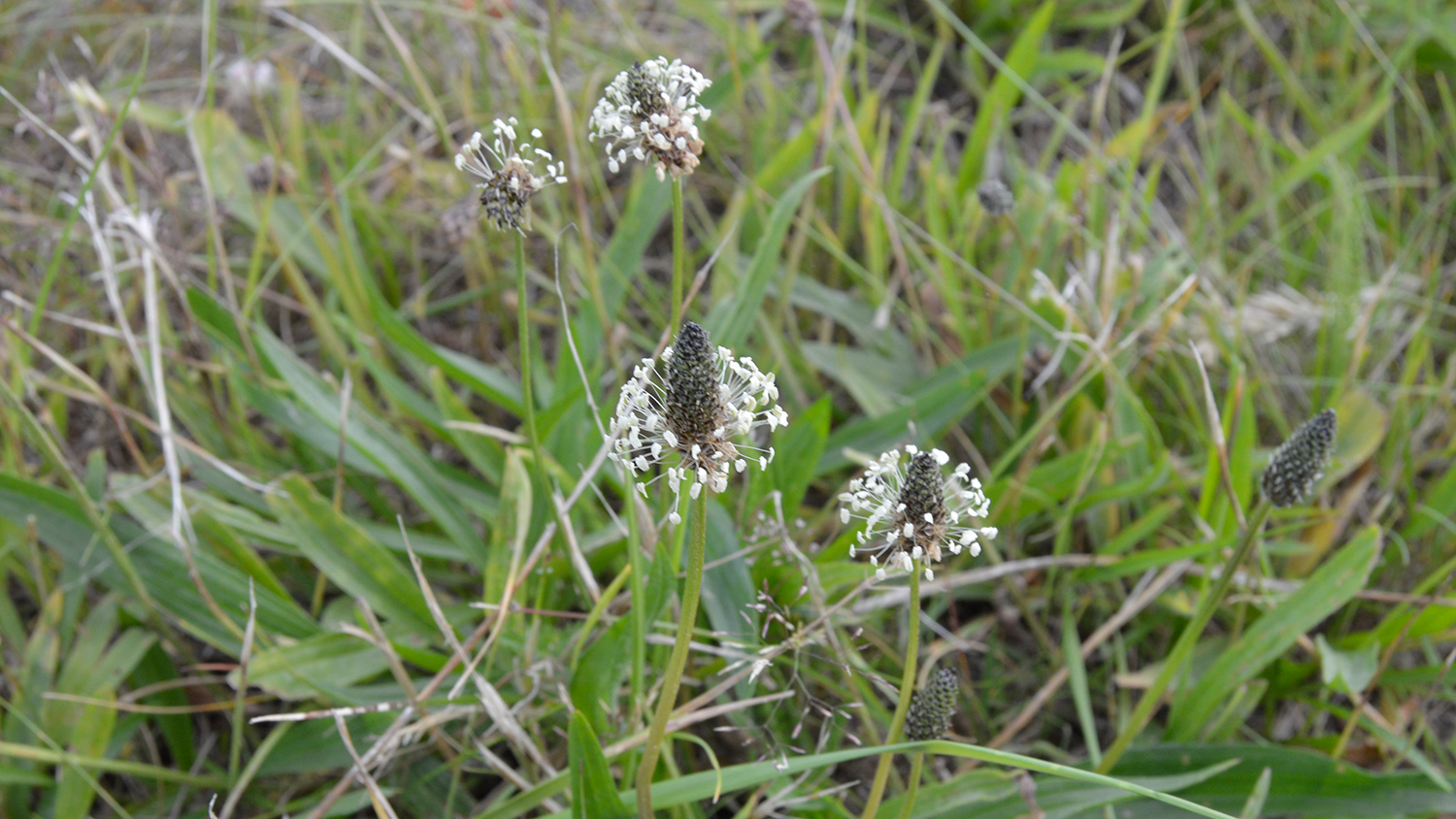 Wilde Plantago-Pflanze