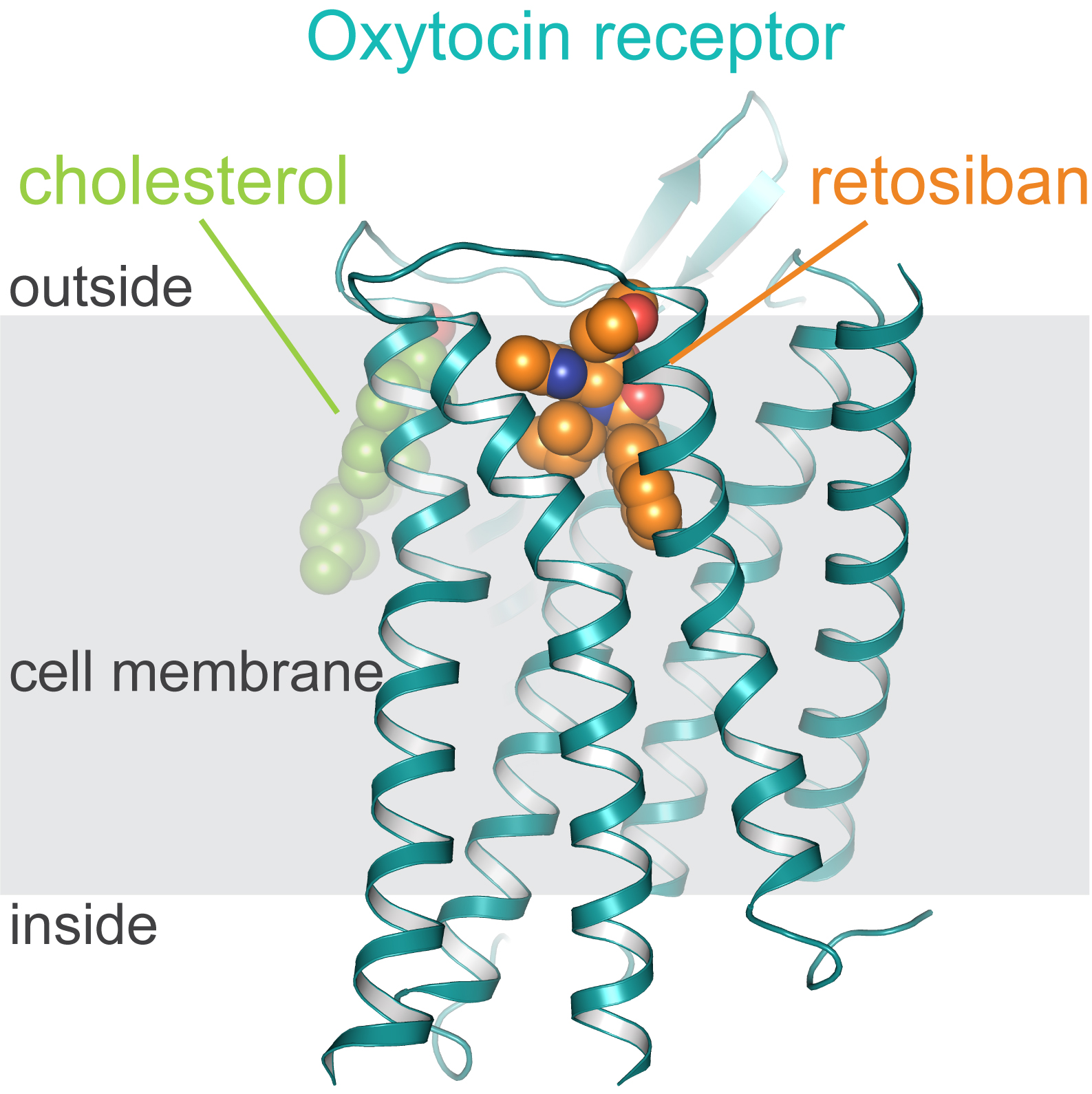 Oxytocin receptor