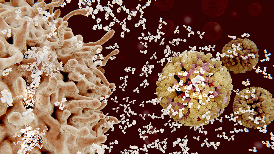Antikörper von einer B-Zelle attackieren Grippeviren