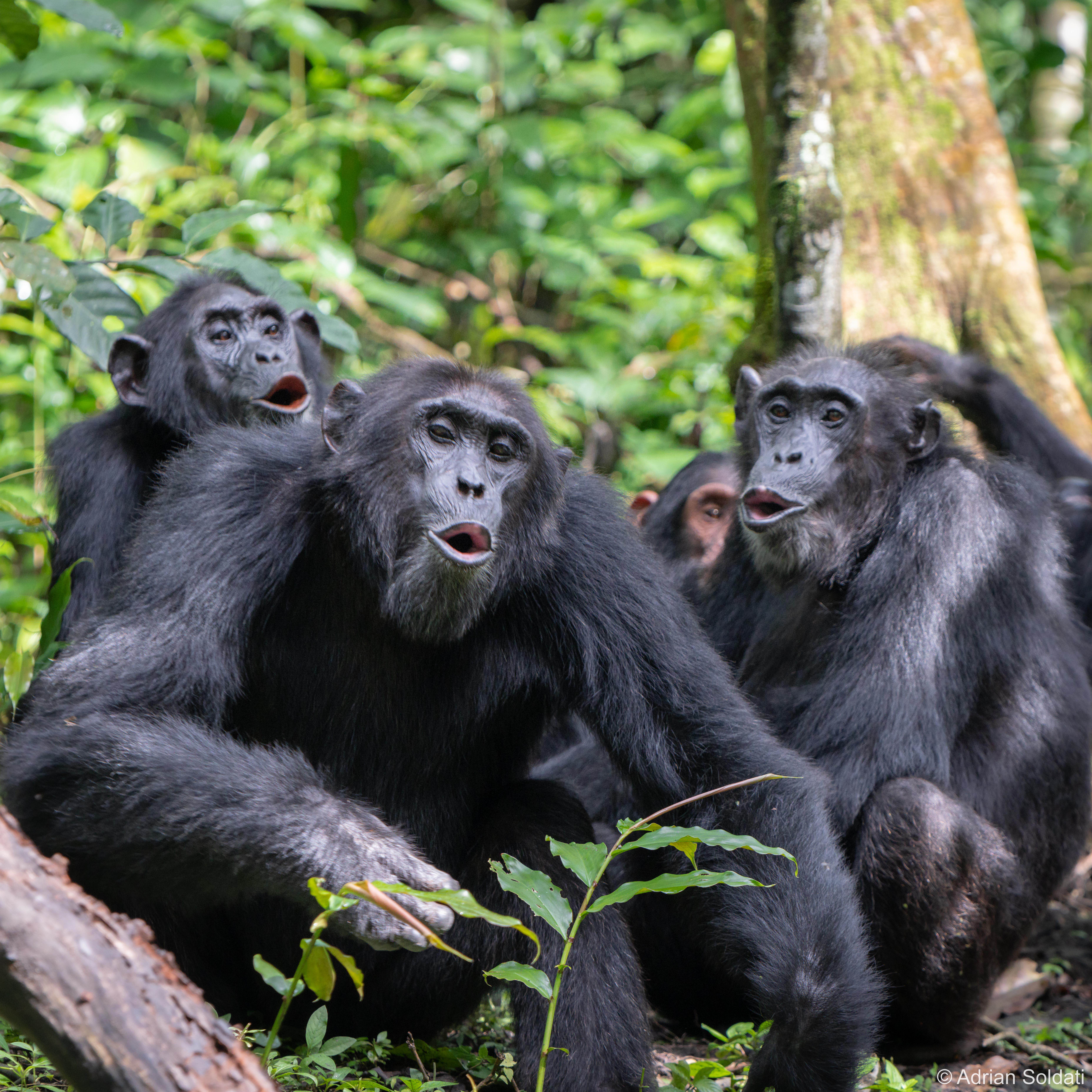 Schimpansen in der Gruppe