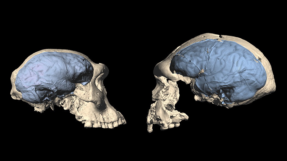 Skulls of early Homo