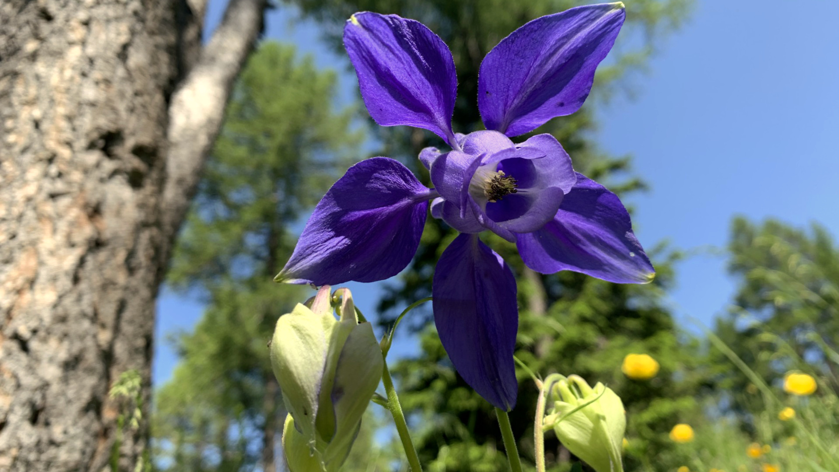 The photo shows the bright blue-purple flower of an alpine columbine in a mountain meadow at the edge of the forest