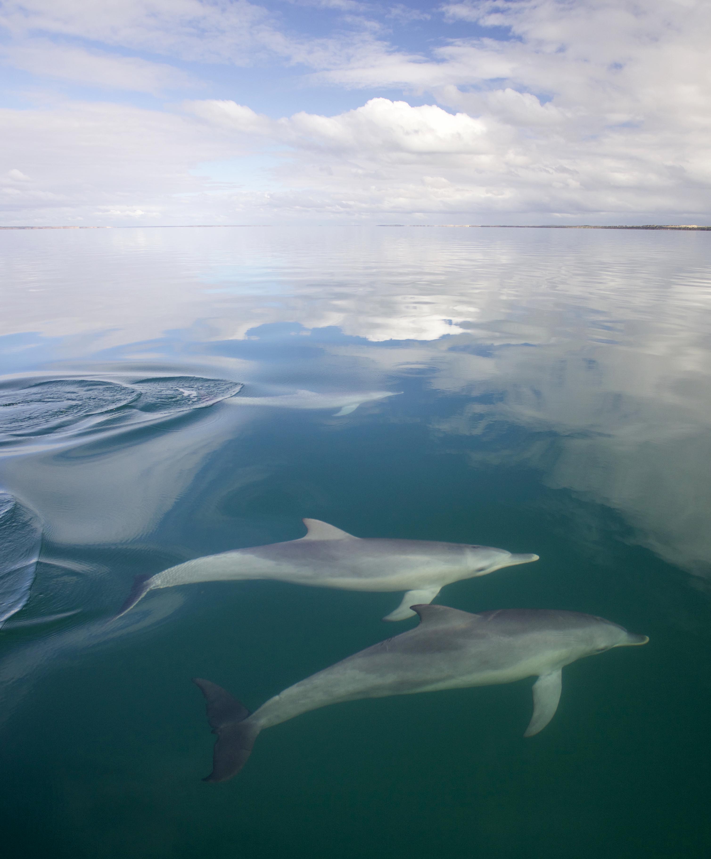 Delfine in der Shark Bay