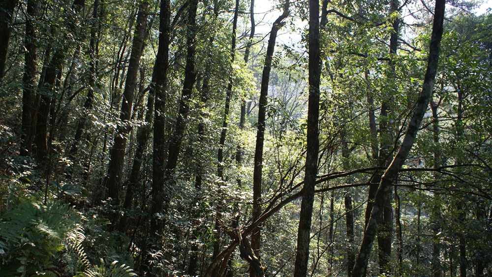  Mischwald     Mischwald     Mischwälder sind produktiver als Monokulturen, weil die verschiedenen Arten die vorhandenen Ressourcen wie Licht, Wasser und Nährstoffe effektiver nutzen. (Bild: Geographisches Institut UZH) 