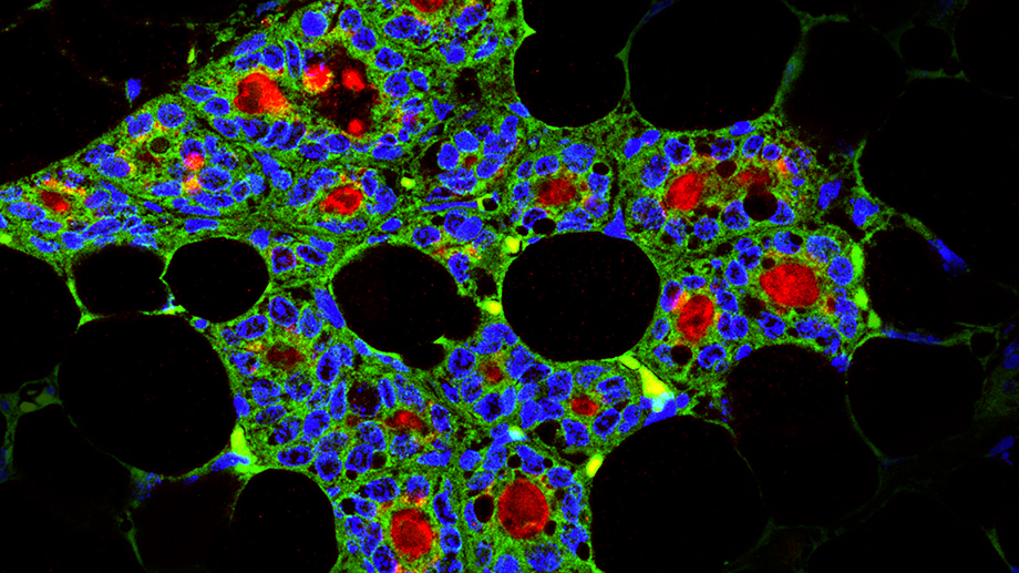 Zahnepithel-Stammzellen