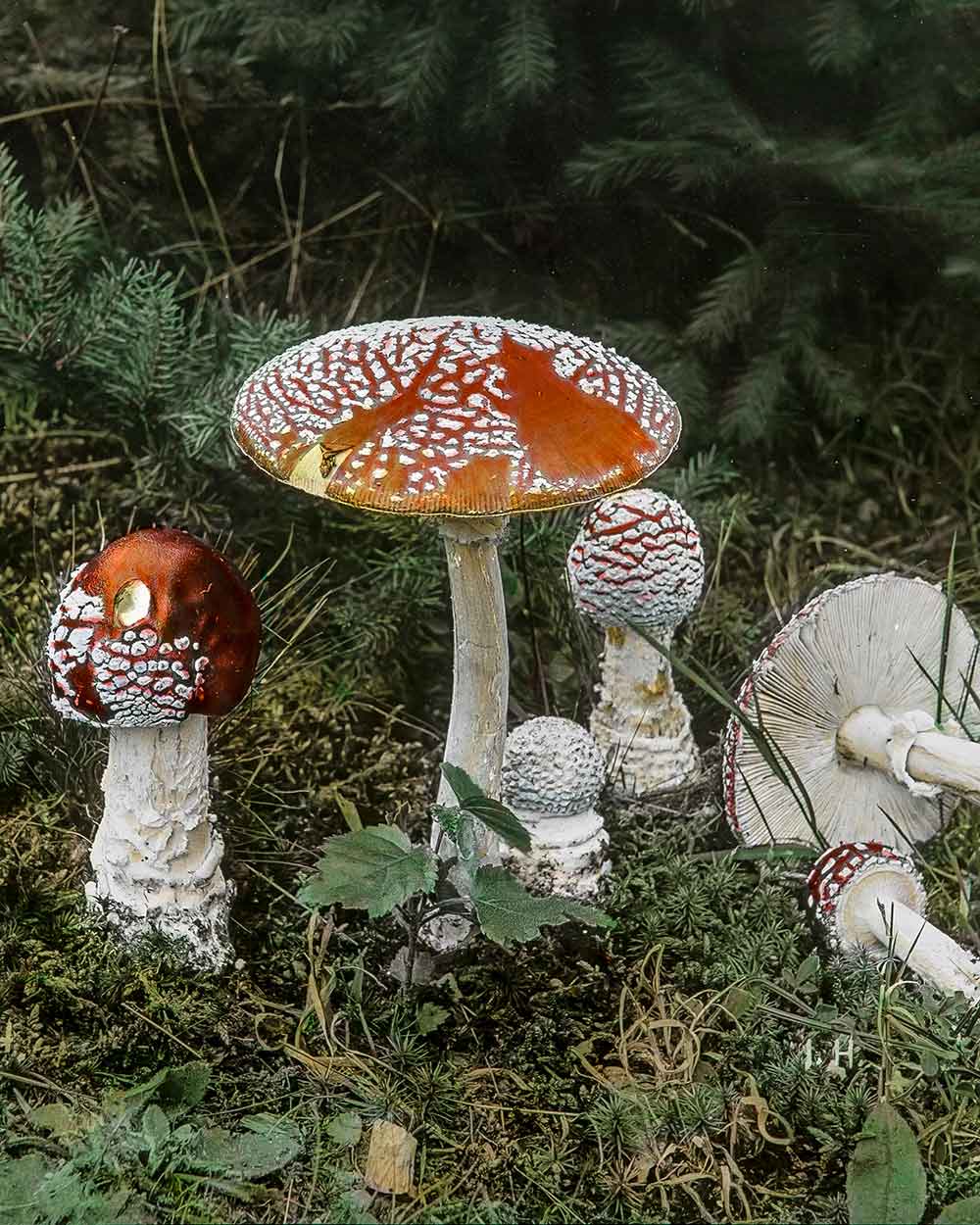 fly agaric