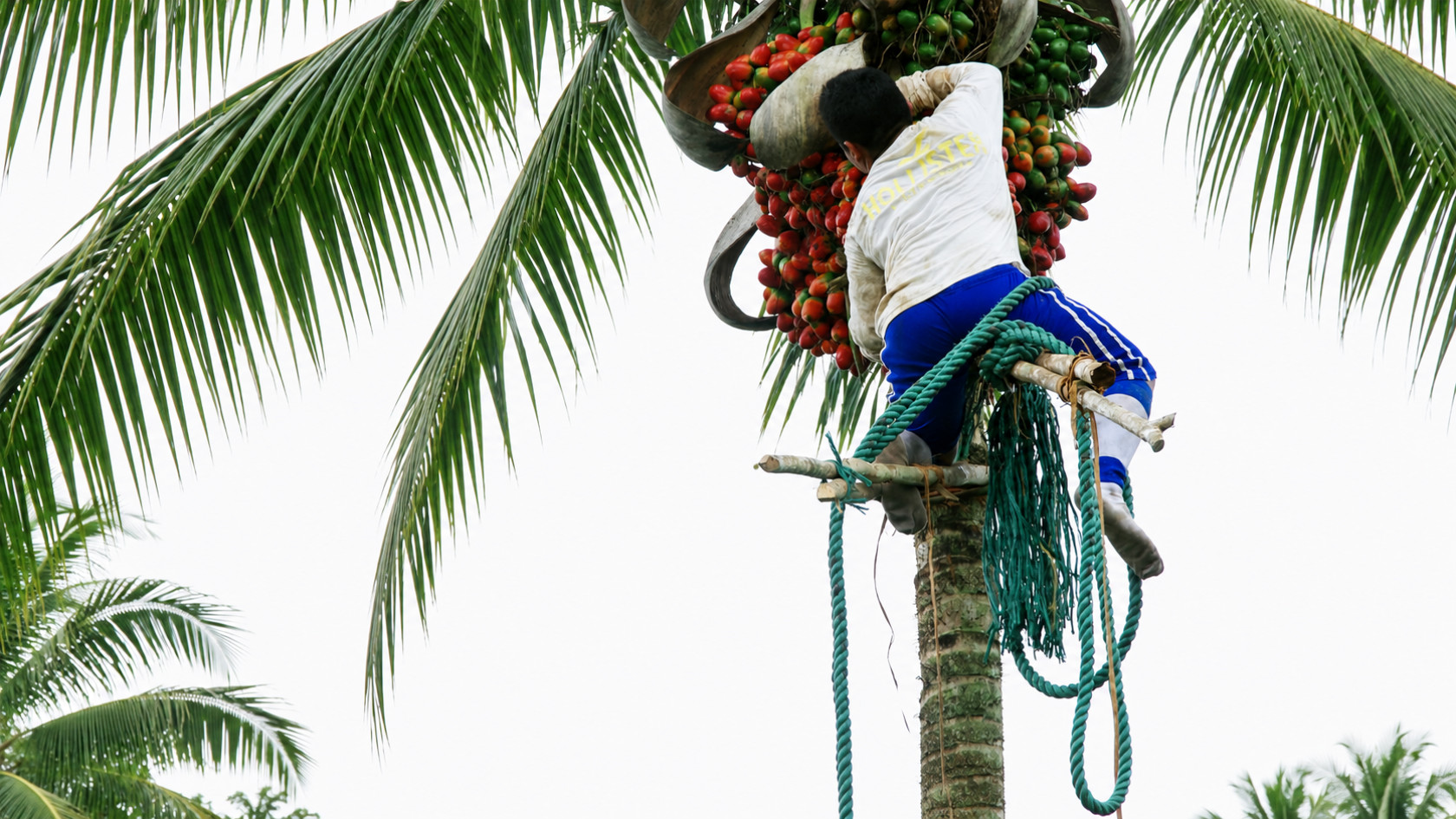 Fruits of the peach palm (Bactris gasipaes) are harvested