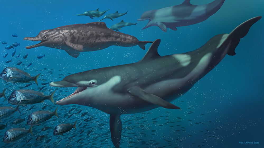Life restoration of the dolphins described in this study: Kentriodon in the foreground, in the background a squalodelphinid (left) and a physeterid (right) chasing a group of eurhinodelphinids. (Credit Jaime Chirinos) 
