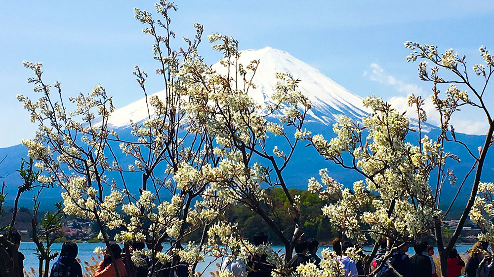 Ein Blick durch die Kirschblüten auf den Fuji, dem heiligen Berg und Wahrzeichen Japans. (Bild: Marita Fuchs)