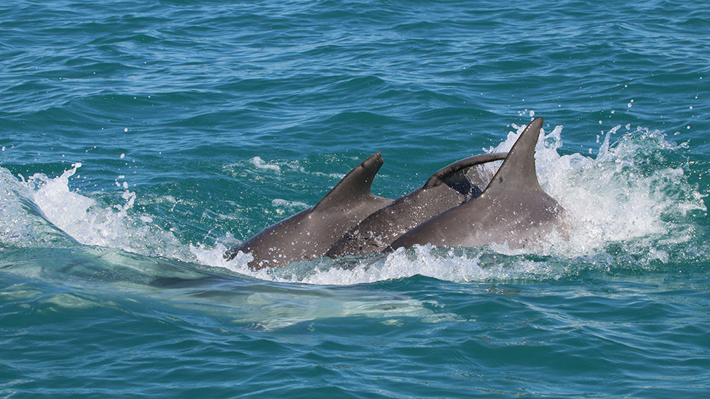 Drei Delfine nebeneinander
