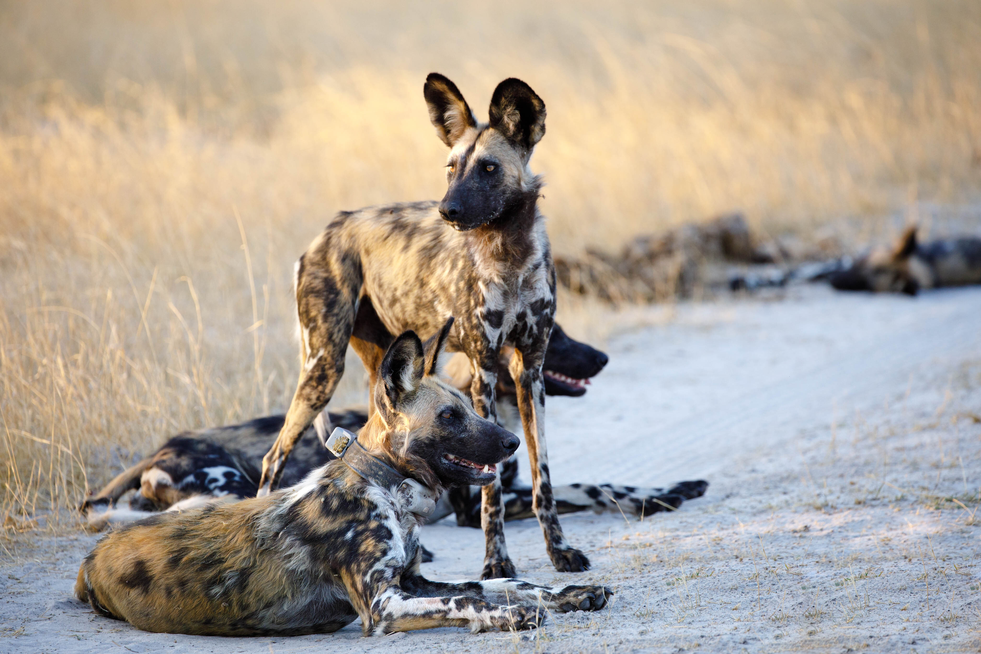 Afrikanische Wildhunde im Moremi Game Reserve im Norden Botswanas. Das Tier vorne hat ein GPS-Halsband, das die zurückgelegten Wege während der Abwanderung registriert. (Bild: Arpat Ozgul/UZH))