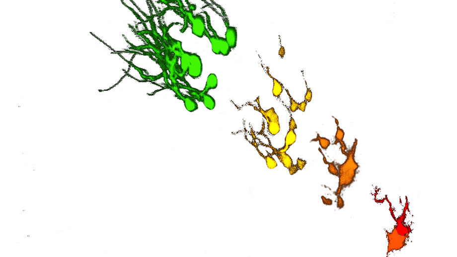 Zeitliche Entwicklung von der Stammzelle (rot) über ihre Tochterzellen (je nach Entwicklung orange und gelb) zu den neuen Nervenzellen (grün), die sich im Hippokampus gebildet haben. (UZH)