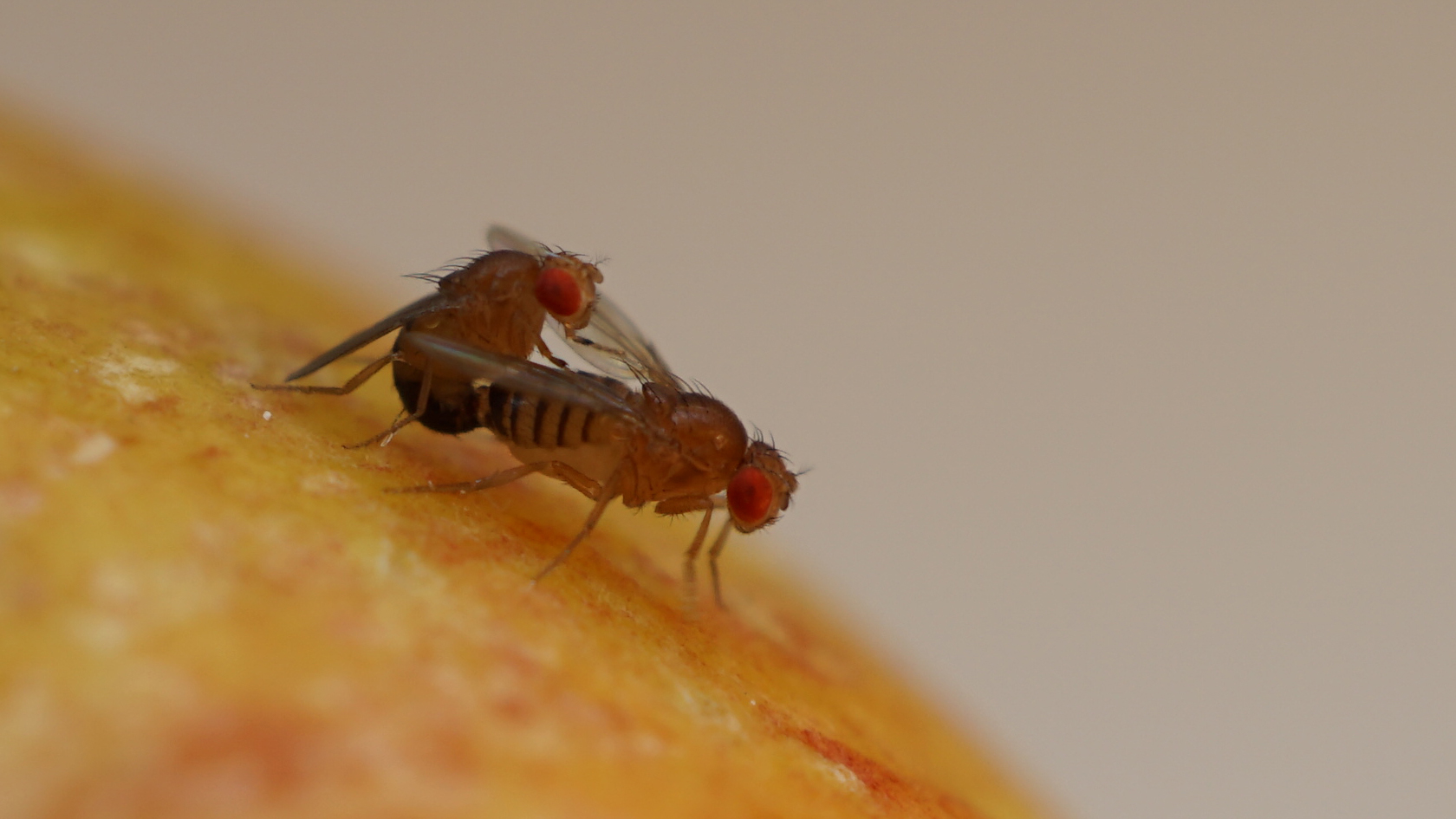 Sich paarende Fruchtfliegenpaar