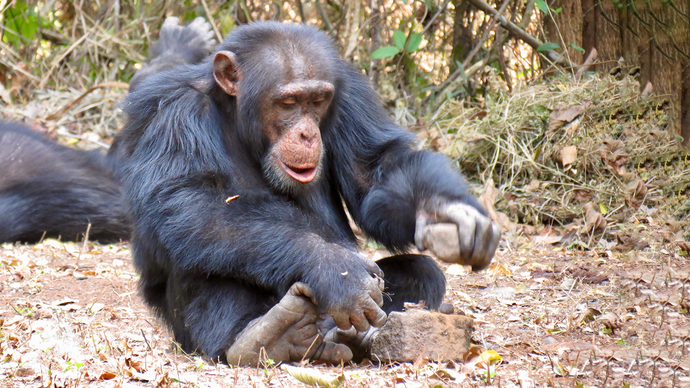 Schimpanse knackt mit einem Stein eine Nuss.