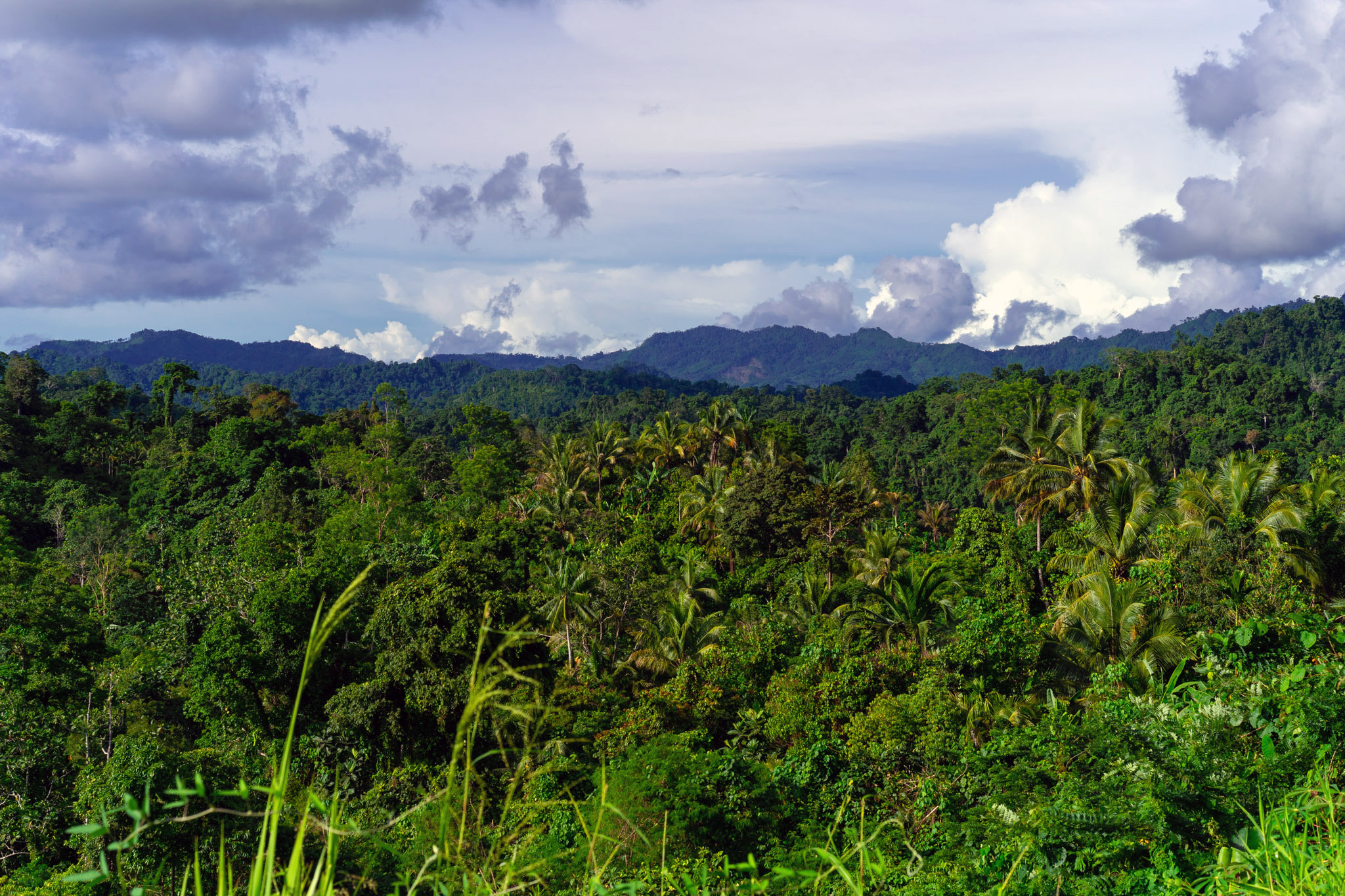 View of mature forest and mountains taken from the Lae-Madang Highway at Morobe Province, Papua New Guinea. (Image: Zacky Ezedin)
