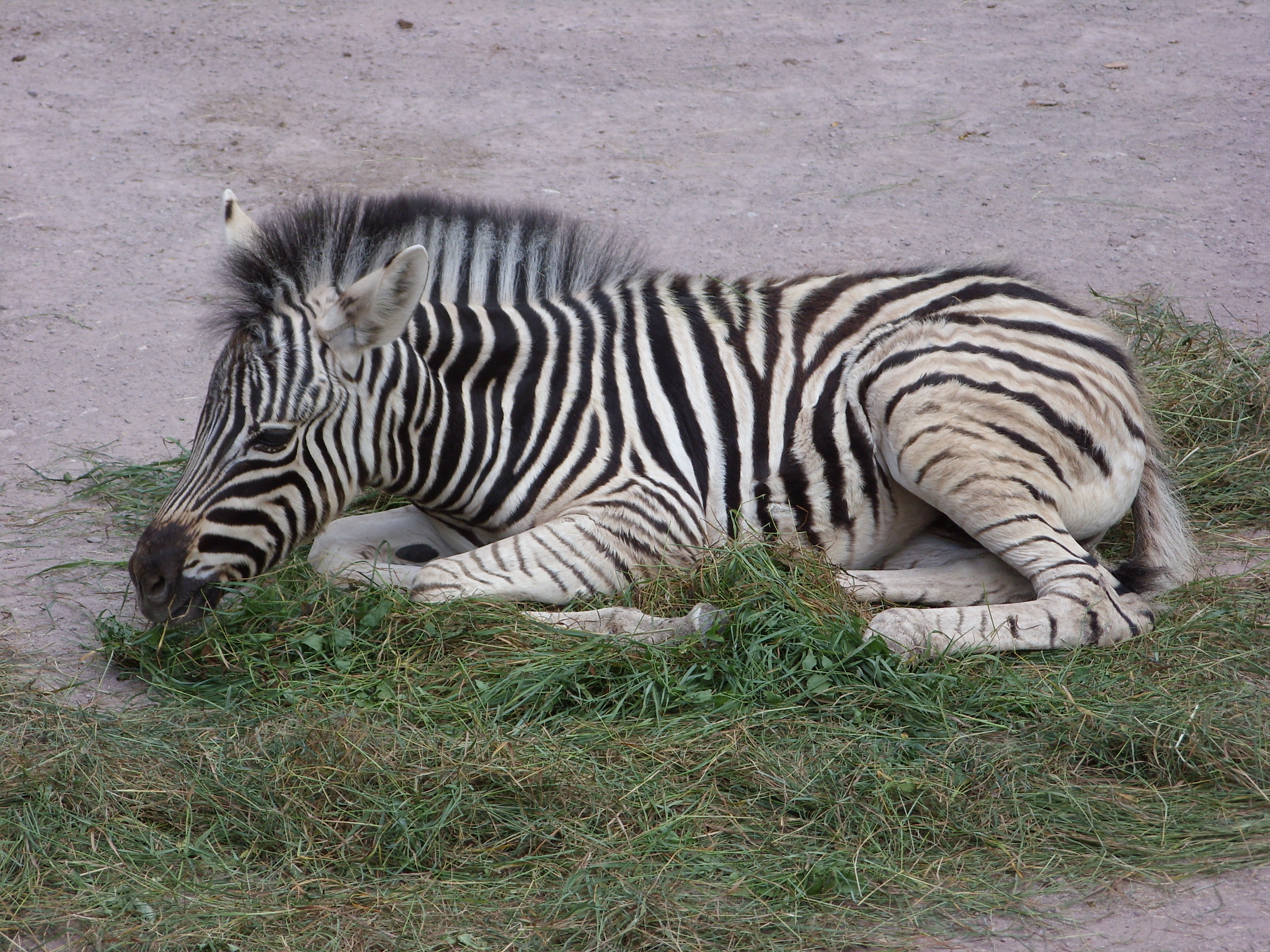 Brustlage bei den Zebras.