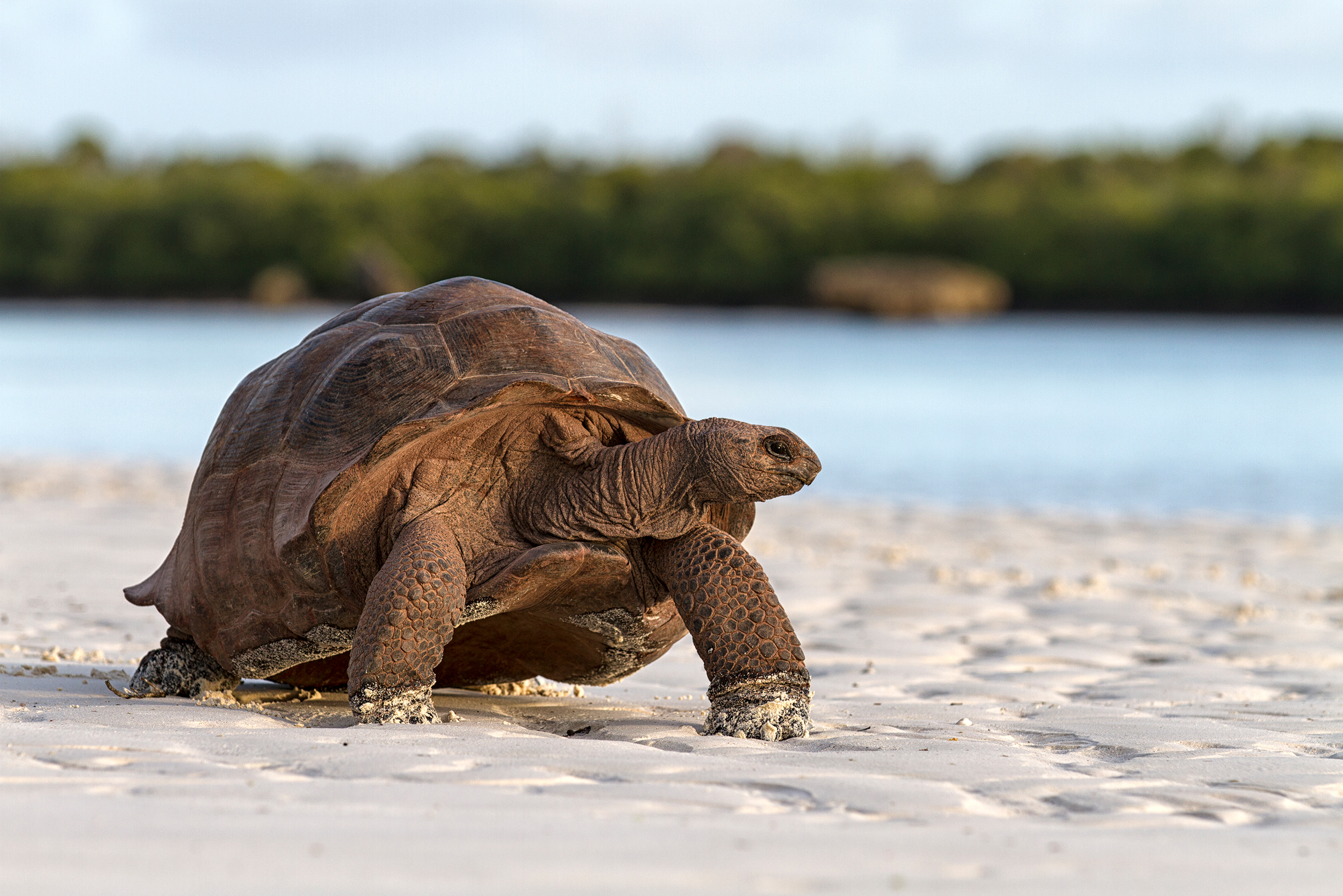 A Aldabra giant tortoise stands on a beach with a distant shoreline in the background.
