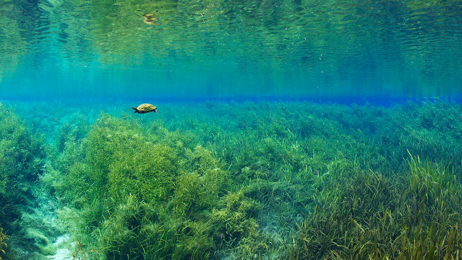 Florida-Rotbauch-Schmuckschildkröte unter Wasser