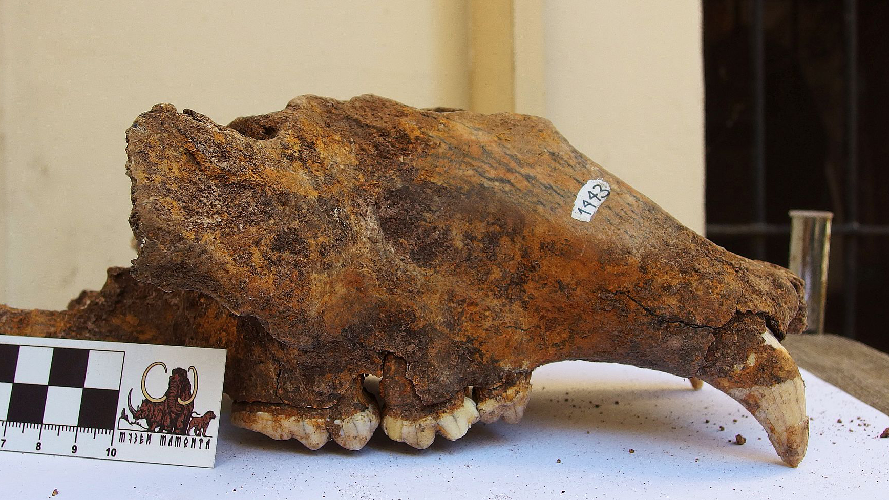 Der Schädel eines Höhlenbären aus der letzten Eiszeit, der bei Belgrad gefunden wurde.