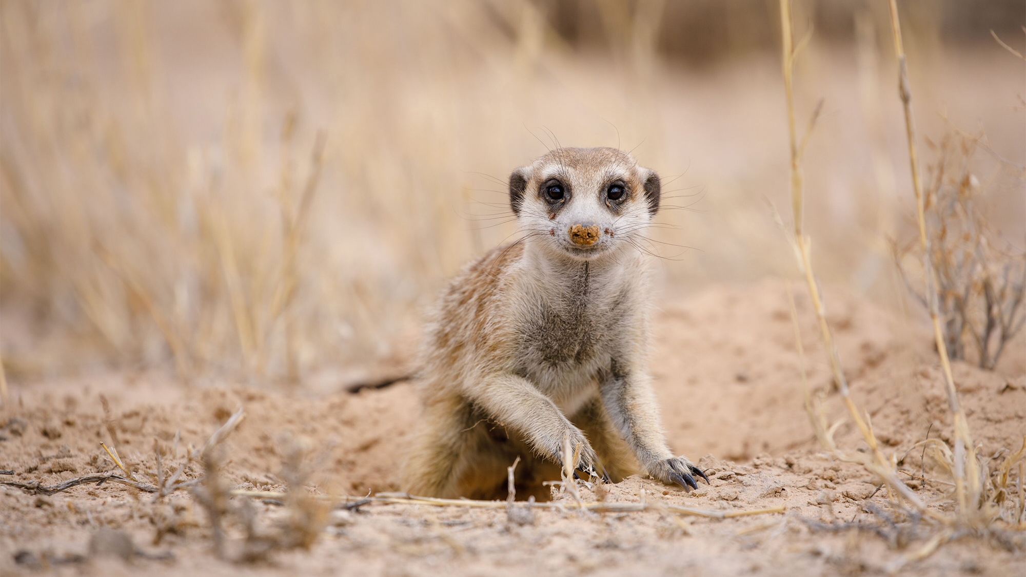 The Kalahari Meerkat Project collected detailed monthly life-history data between 1997 and 2016.