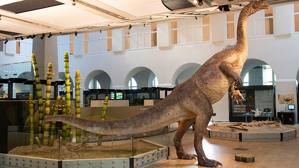 Der Plateosaurier ist der neue Blickfang im Museum. Noch fehlt ihm ein Kosename. Diesen können Jung und Alt in einem Wettbewerb mitbestimmen.