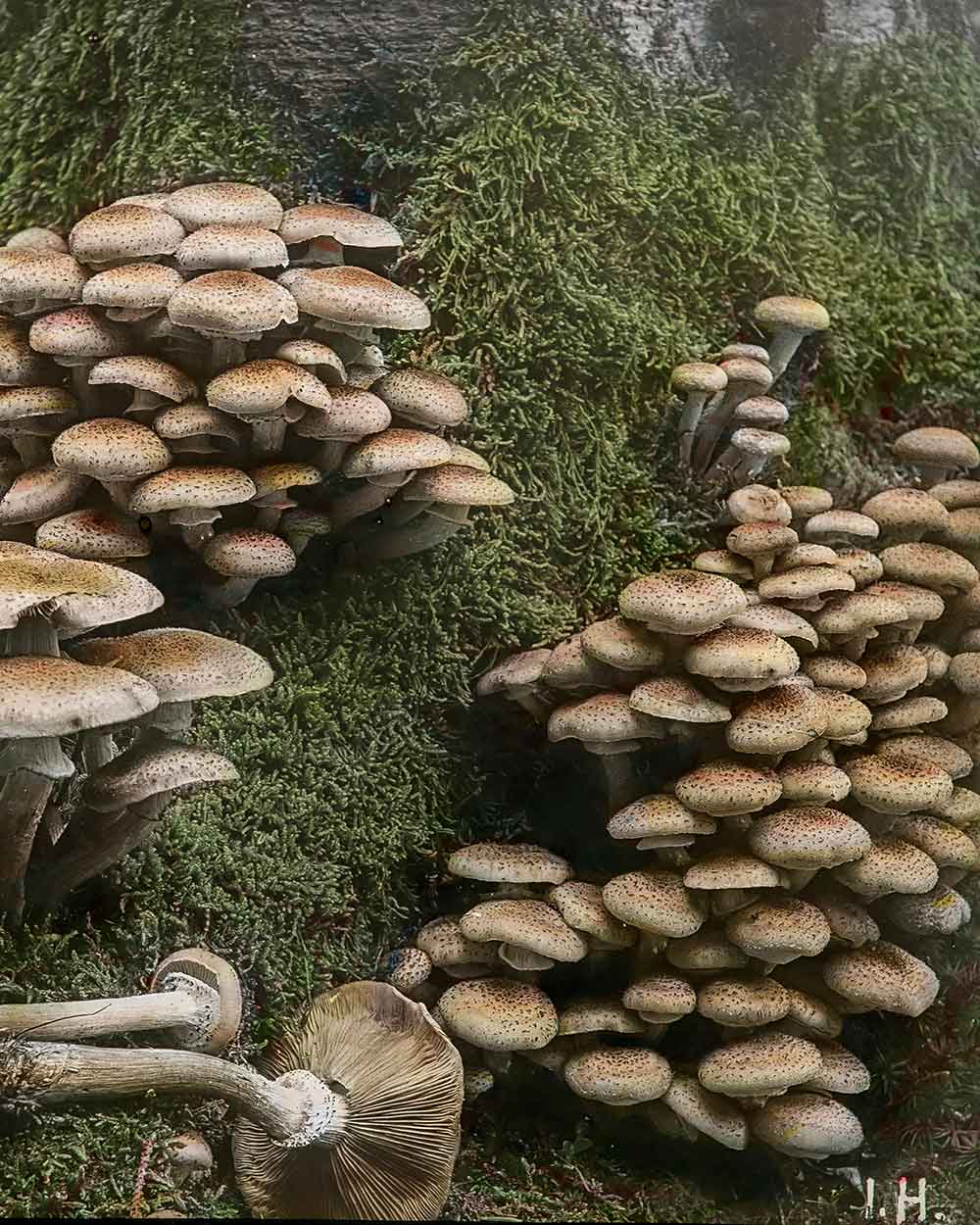 honey fungus