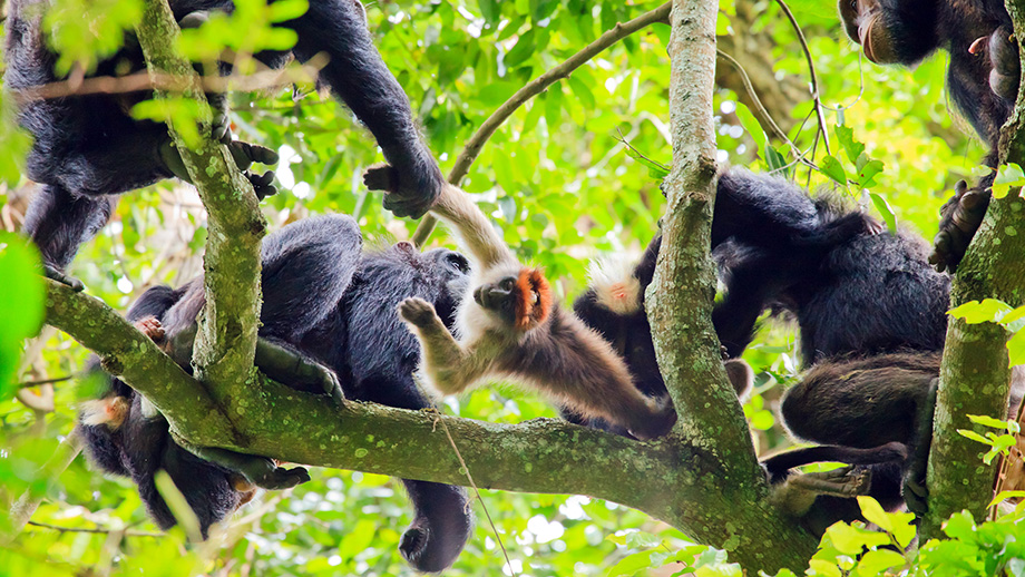 Schimpansen jagend in Baumkronen