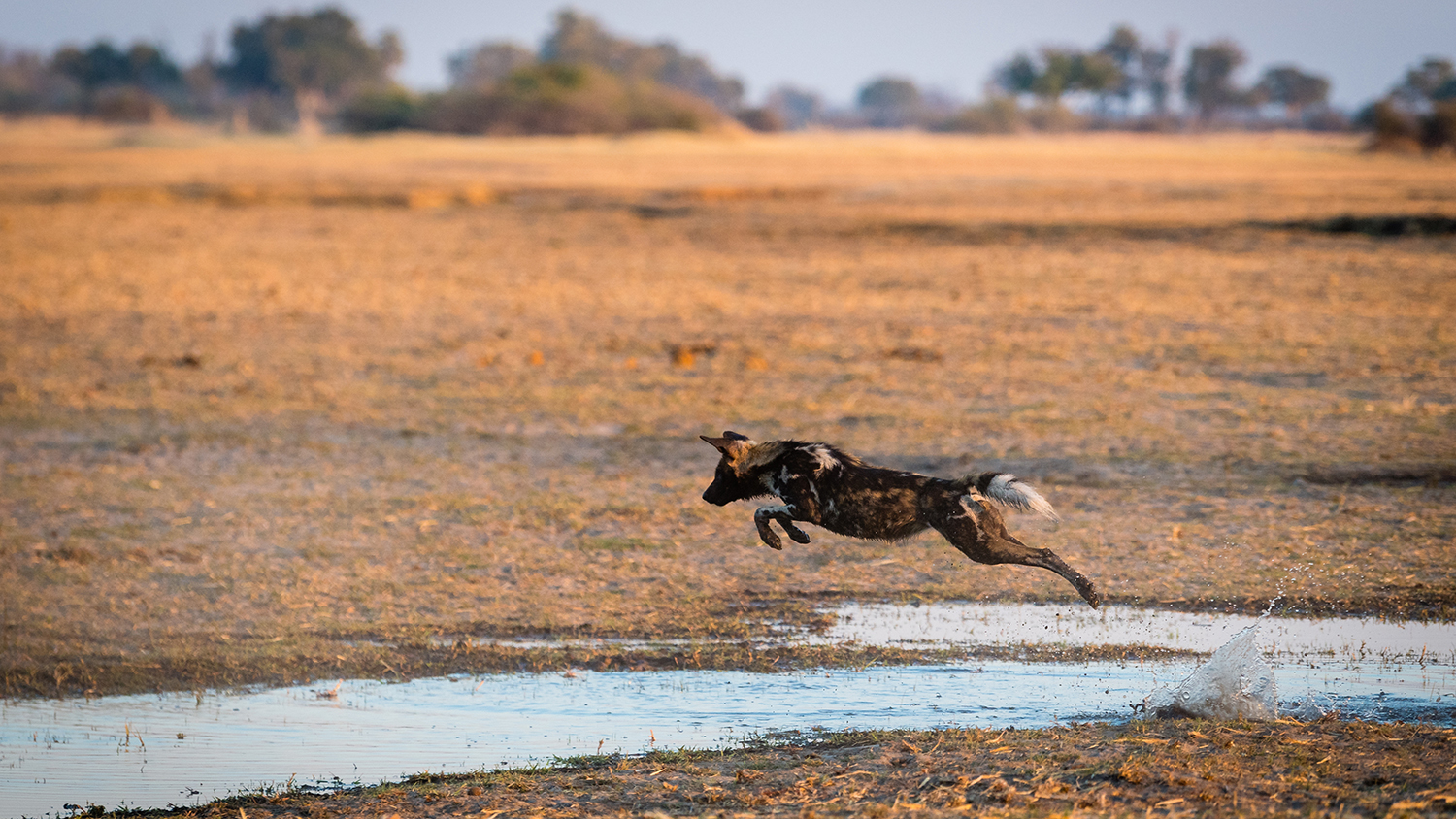 Ein Afrikanischer Wildhund überquert einen kleinen Kanal im Okavango-Delta in Botswana. Sümpfe, Flüsse und Seen dagegen stellen meist kaum überwindbare Hindernisse dar. (Bild: Dominik Behr)