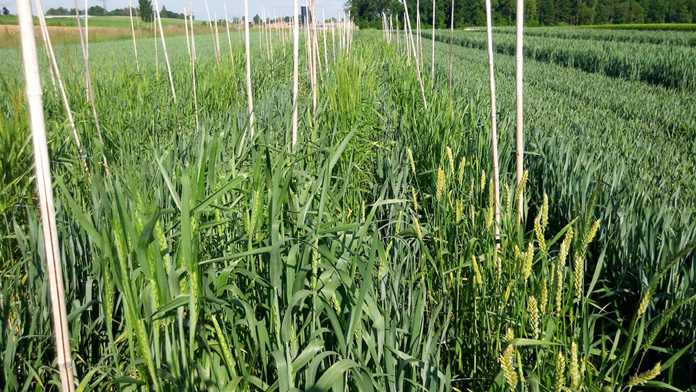Image Wheat field