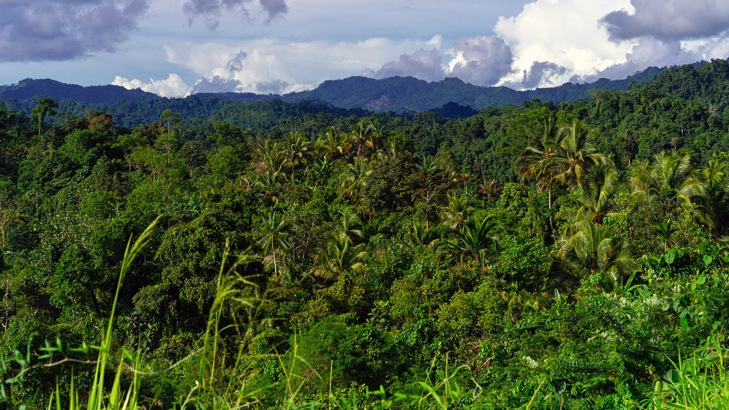 View of mature forest and mountains taken from the Lae-Madang Highway at Morobe Province, Papua New Guinea. (Image: Zacky Ezedin)