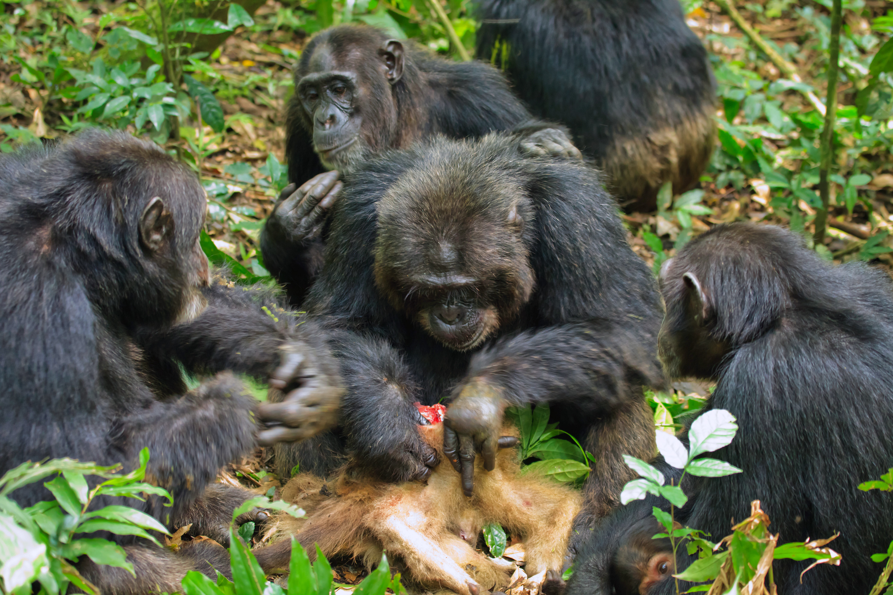 Schimpansengruppe frisst ihre Beute: ein Stummelaffe