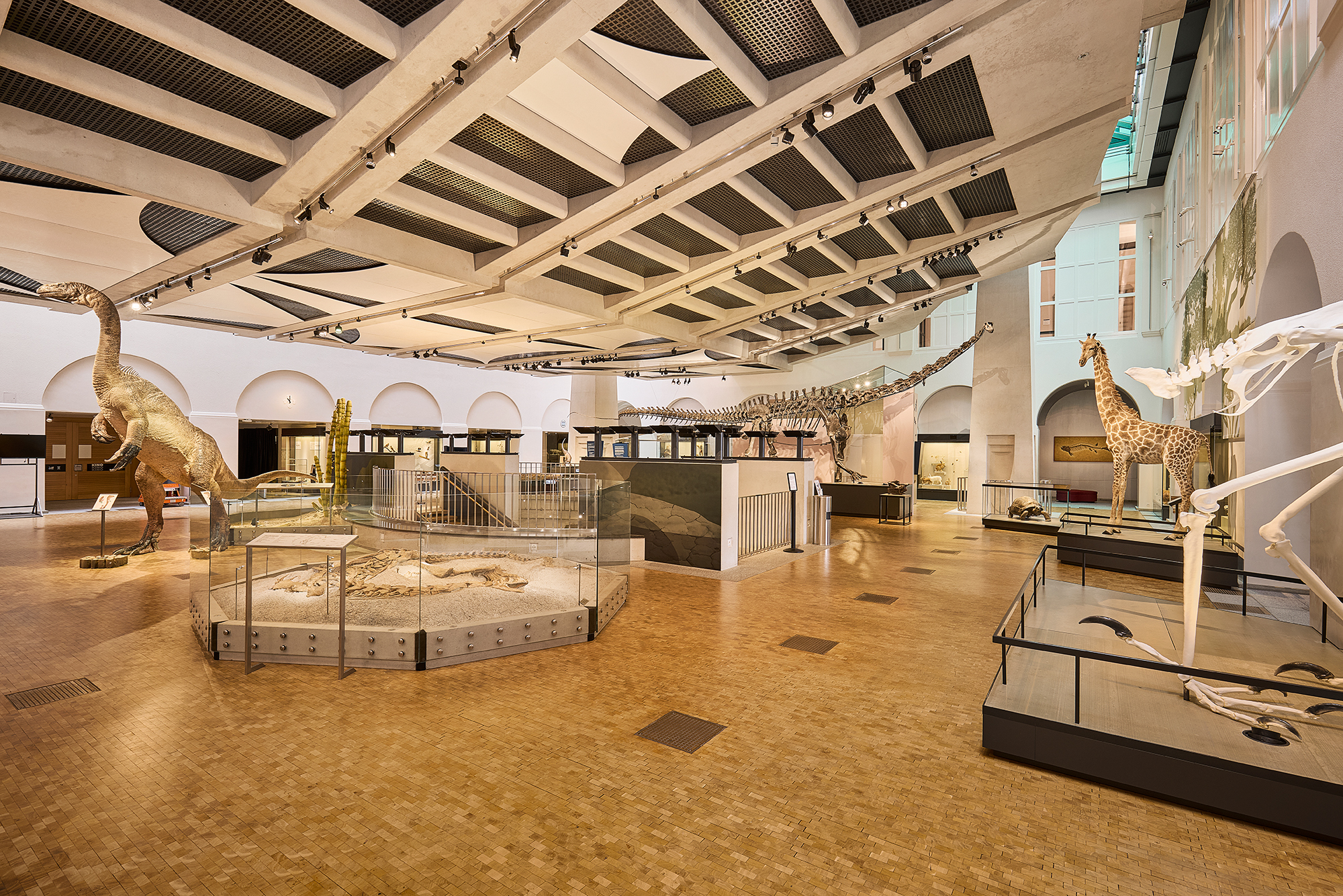 The Natural History Museum of the University of Zurich: view of the main hall. (Image: Michele Di Fede / UZH)