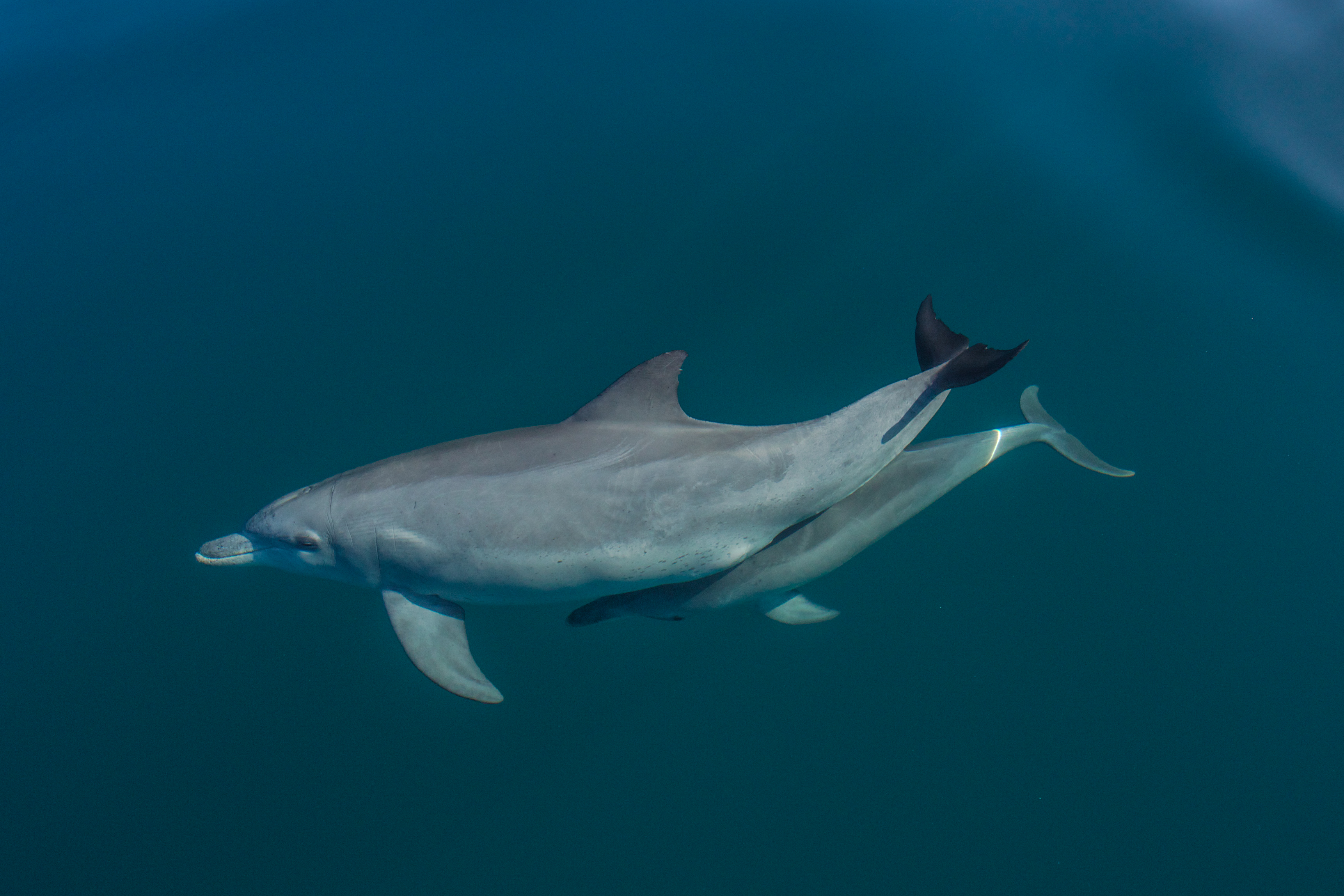 Delfinmutter mit Kalb. (Sonja Wild)