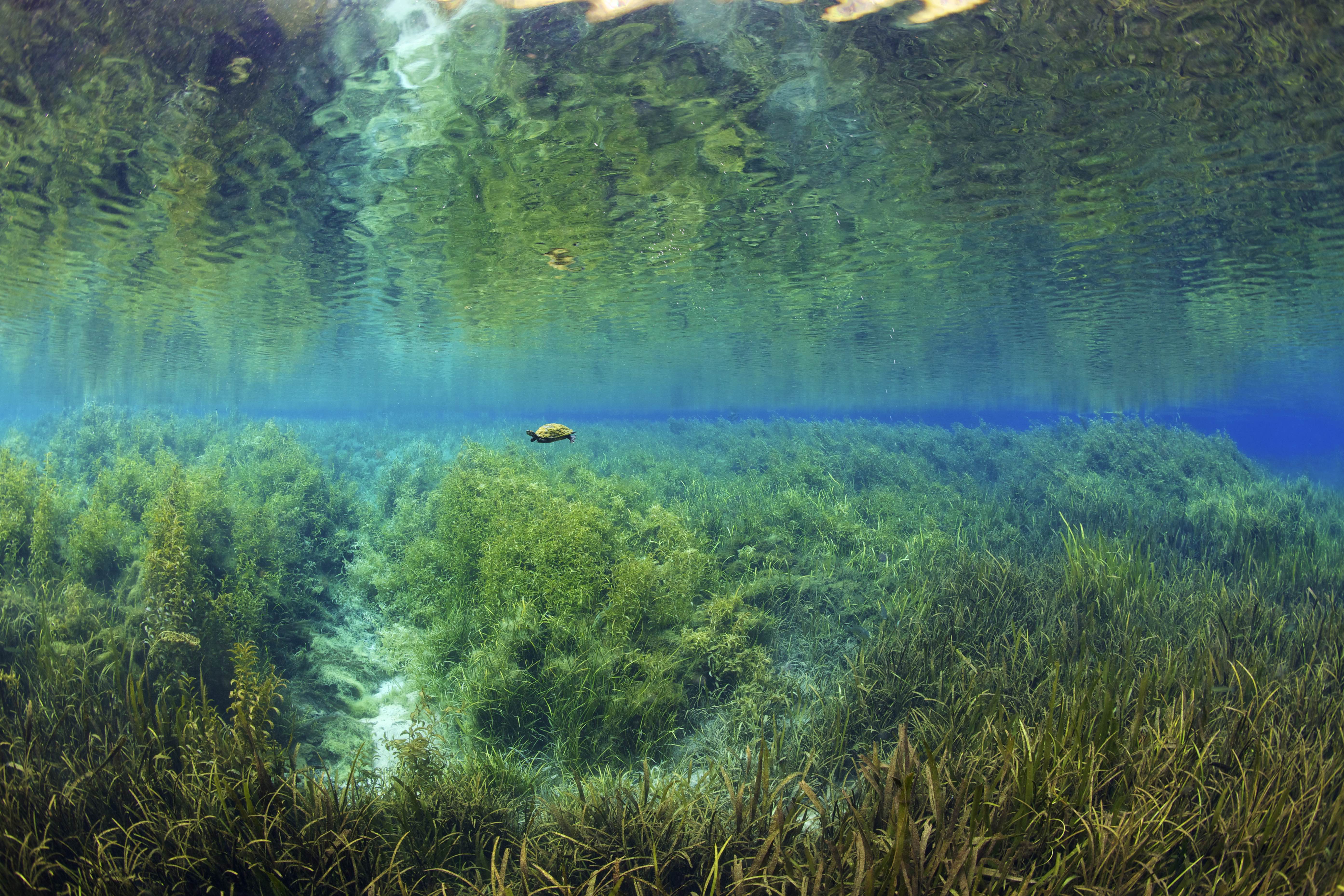 Rotbauch-Schmuckschildkröte schwimmt über Wasserpflanzen
